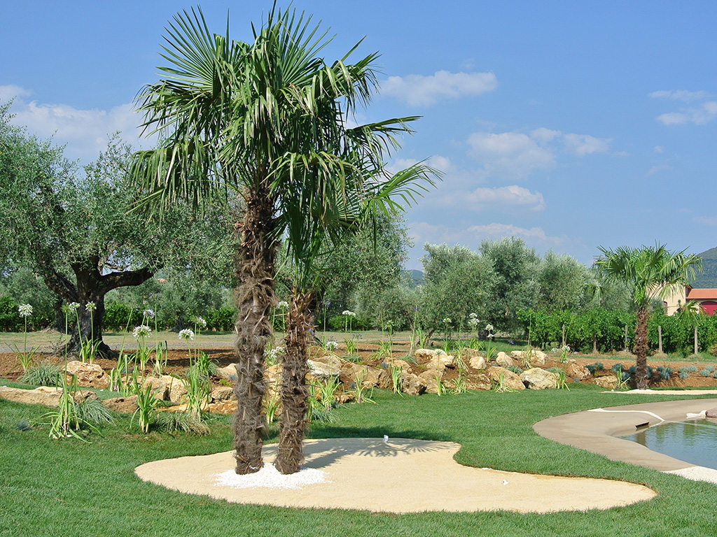Il giardino delle palme